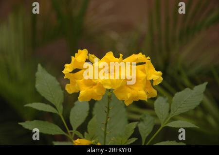 Fiore tromba giallo (Tecoma stans) in primo piano Macro. Questa pianta ha ricevuto un Garden Merit Award dalla British Royal Horticultural Society Foto Stock