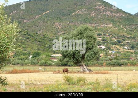 Asini marroni in campagna. Sardegna in Italia Foto Stock