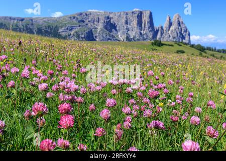 Trifoglio alpino, Trifolium alpinum, prato alpino all'Alpe di Siusi, in fondo Sciliar, Dolomiti, alto Adige, Italia Foto Stock