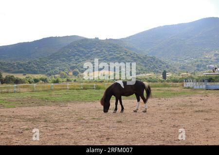 Vista orizzontale di un cavallo bianco e nero su un prato in sardegna Foto Stock