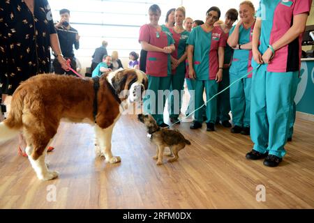 Cani piccoli e grandi che aspettano alla clinica veterinaria PDSA Foto Stock