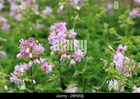 Doppio alimento ornamentale rosa, Saponaria officinalis, teste di fiori con fiori e foglie sfocate sullo sfondo. Foto Stock