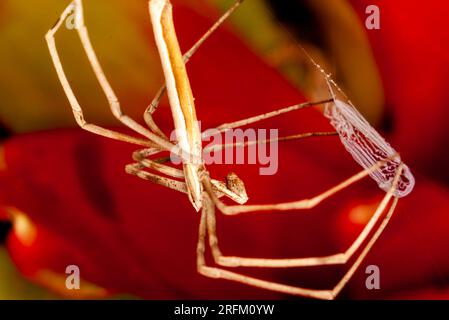 Rufous NET-casting Spider, Deinopsis subrufa, con Net, Malanda, Australia. Foto Stock