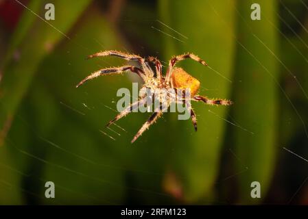 ORB Weaver Spider in Web.Orb Weaver Spider in Web, Malanda, Australia. Foto Stock