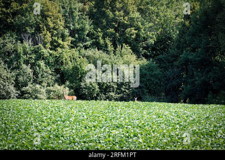 Una cerva e il suo volto sono stati avvistati su Point Creek Road nel sud di Manitowoc, County. Foto Stock
