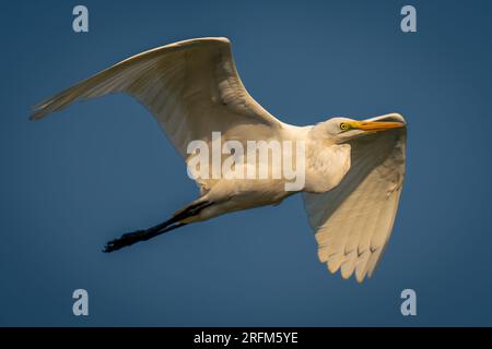 Grande egretta che vola sotto un perfetto cielo blu Foto Stock