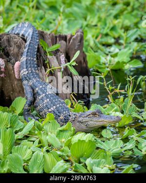 Young American alligator (Alligator mississippiensis), Florida, USA, di Dominique Braud/Dembinsky Photo Assoc Foto Stock