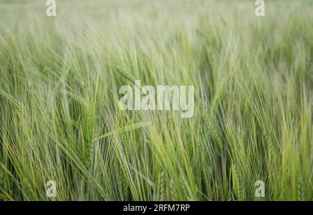 Campo di orzo verde. Foto Stock