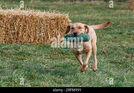 Sessione di addestramento per cani da caccia Working Labrador Retriever con Volucris Gundog Training. Fare pratica con i recuperi visibili e ciechi con i loro gestori Foto Stock