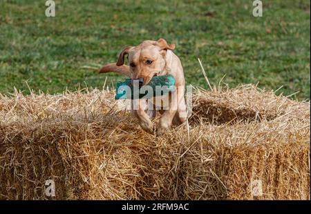 Sessione di addestramento per cani da caccia Working Labrador Retriever con Volucris Gundog Training. Fare pratica con i recuperi visibili e ciechi con i loro gestori Foto Stock