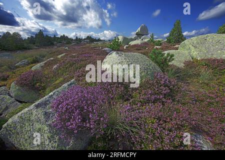 Francia, Gard Genolhac, Mont Lozere, PIC Cassini, paesaggio erica fiorito, caos rocky Foto Stock