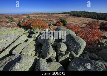 Francia, Gard Genolhac, Mont Lozere, PIC Cassini, paesaggio erica fiorito, caos rocky Foto Stock