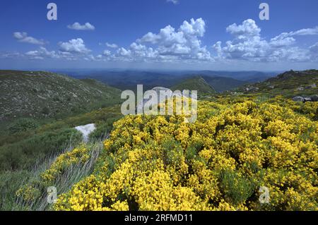 Francia, Lozere Vialas, paesaggio fiorito del Mont Lozère, le rocce di Trenze, Parc des Cévennes, Foto Stock