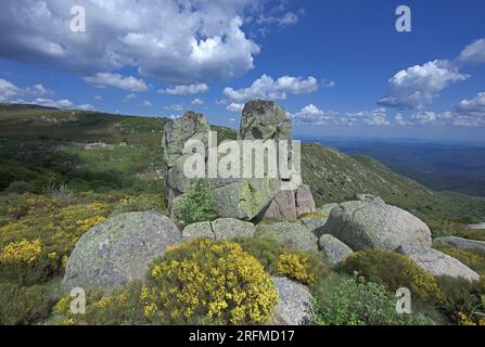 Francia, Lozere Vialas, paesaggio fiorito del Mont Lozère, le rocce di Trenze, Parc des Cévennes, Foto Stock