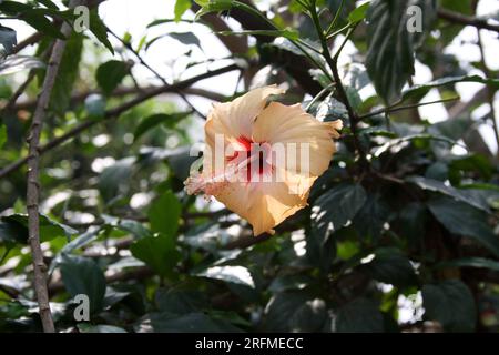 Ibisco cinese di colore pesca (Hibiscus rosa-sinensis) in fiore : (pix Sanjiv Shukla) Foto Stock