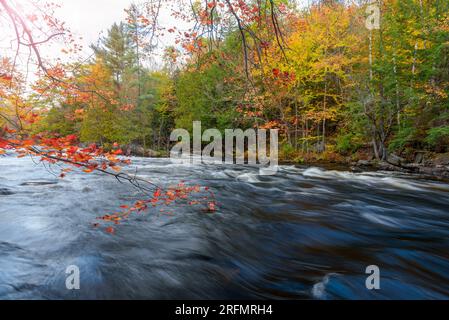 Splendidi colori autunnali lungo un fiume con rapide e rapide Foto Stock