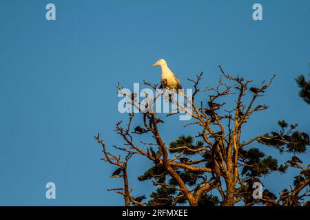 Un gabbiano (gabbiano delle aringhe, Larus argentatus) e degli starlings si trovano sulla cima di un albero secco sopra una colonia riproduttiva. Rami secchi di forma bizzarra Foto Stock