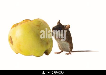 I topi sono animali famigerati dell'agricoltura e delle famiglie, animali nocivi. Roditori danneggiano i grani, le verdure e le frutte su una scala voluminosa. Legno mouse g Foto Stock