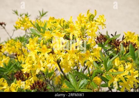 Fiori primaverili di azalea giallo profumato Rhododendron luteum Kiel, Germania maggio Foto Stock