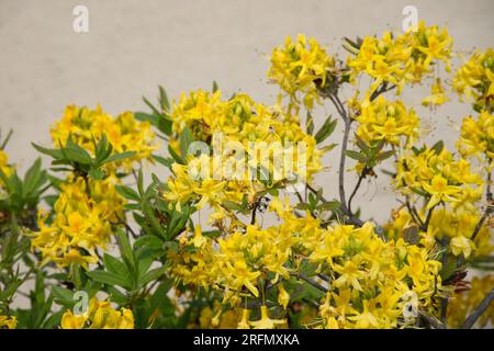 Fiori primaverili di azalea giallo profumato Rhododendron luteum Kiel, Germania maggio Foto Stock