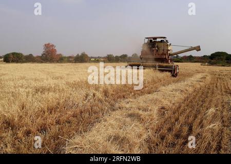 Combina la mietitrice per la raccolta del grano in una giornata intensa. Macchina per il taglio del grano. Raccolta del grano da parte della mietitrebbia Foto Stock