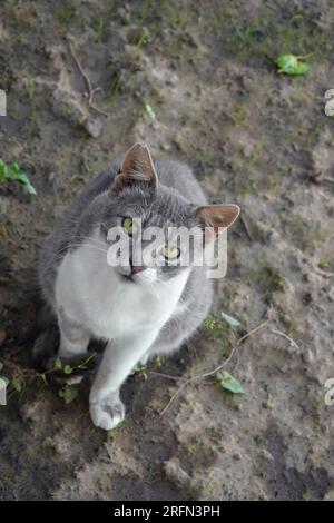 Un gatto da strada grigio-bianco si siede e guarda in alto dal basso. Copia spazio. Messa a fuoco selettiva. Foto Stock