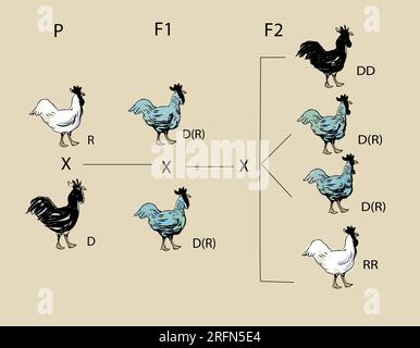 Carta mendeliana per i polli. P è la generazione genitore con geni neri (dominanti) e bianchi (recessivi). La F1 è la generazione ibrida di Andalusi "blu", che mostra un dominio imperfetto. F2 è la nuova generazione con 25% nero (DD), 50% blu (DR) e 25% bianco (RR). Foto Stock