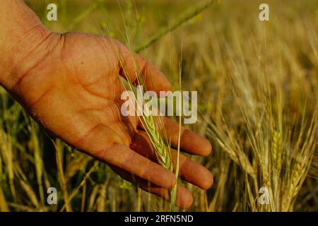 Un'orecchia verde di grano in mano a un contadino. Coltivazione, coltivazione, cura delle piante, colture di grano nei campi di grano. Produzione di pane e prodotti da forno con Foto Stock
