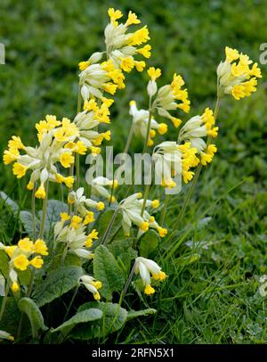 Il Cowslips primula veris fiorito in primavera Foto Stock