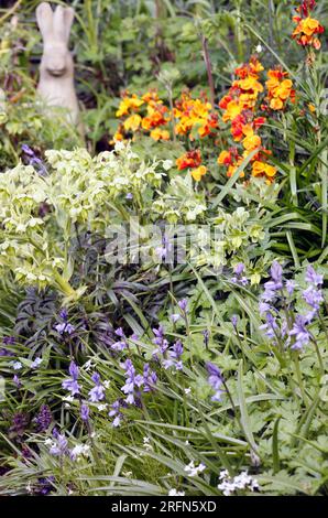 Una statua di Lepre in pietra si affaccia su un giardino all'inglese, pieno di fiori di Valvo, campanule e Hellebores in aprile Foto Stock