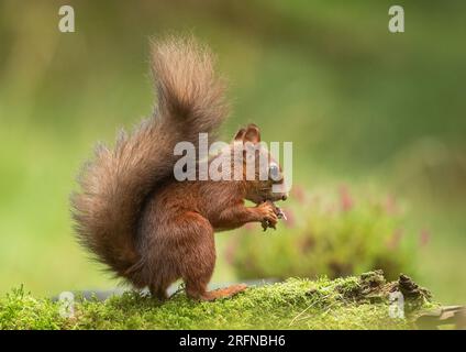 Guardando la macchina fotografica,seduto,Squirrel Nutkin,minacciato,scoiattolo rosso,primo piano,Natural Habitat,Bushy Tail,raro,Squirrel,Yorkshire,intimità,Heathe Foto Stock