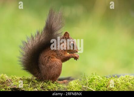 Primo piano di uno scoiattolo rosso ( Sciurus vulgaris ) su sfondo verde chiaro . Sta mangiando una noce su una banca di muschi . Yorkshire, Regno Unito. Foto Stock