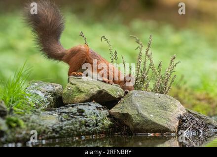 Uno scoiattolo rosso (Sciuris vulgaris) con la sua coda cespugliosa . Sto andando a bere qualcosa sulle rocce. Riflesso di un'immagine speculare nell'acqua sottostante. Yorkshire, Regno Unito Foto Stock