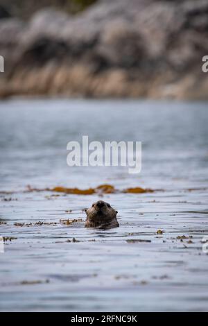 Una lontra di fiume nordamericana che nuota nell'oceano tra le erbacce marine e osserva i suoi dintorni. Vicino a Stryker Island, British Columbia, Canada Foto Stock