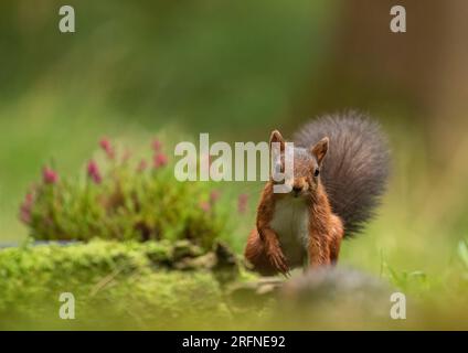 Un classico scatto di uno scoiattolo rosso raro ( Sciurus vulgaris) su sfondo verde chiaro preso contro l'erica. Yorkshire, Regno Unito. Foto Stock