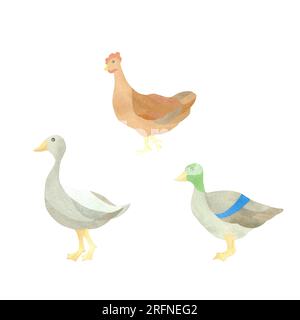 Set acquerello con personaggi di pollame isolati: Anatre, oca e pollo. Illustrazione su sfondo bianco. UNA SERIE DI FACCE ANIMALI. Per il design Foto Stock