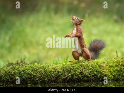 Una foto unica di uno scoiattolo rosso (Sciuris vulgaris) in posizione eretta con le zampe fuori. Balla sul muschio pronto a saltare nell'albero. Yorkshire, Regno Unito Foto Stock