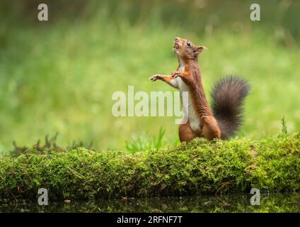 Una foto unica di uno scoiattolo rosso (Sciuris vulgaris) in posizione eretta con le zampe fuori. Balla sul muschio pronto a saltare nell'albero. Yorkshire, Regno Unito Foto Stock