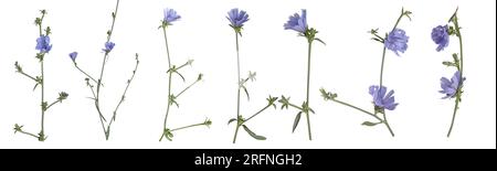 Cicoria comune ( Cichorium intybus ) fiori isolati su fondo bianco. Erbe medicinali e alternativa al caffè. Foto Stock