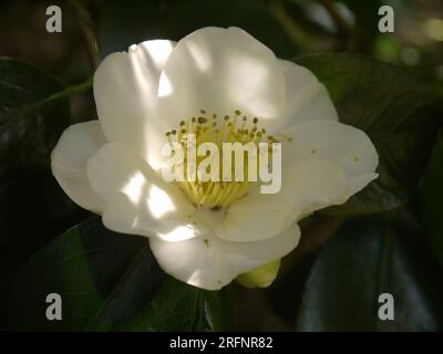 Saint Austell, Cornovaglia, Regno Unito, 25 marzo 2022 - primo piano di una camelia Japonica bianca ai Pinetum Gardens Foto Stock