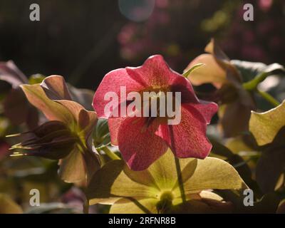 Saint Austell, Cornovaglia, Regno Unito, 25 marzo 2022 - primo piano di un Helleborus orientalis retroilluminato nei Pinetum Gardens Foto Stock