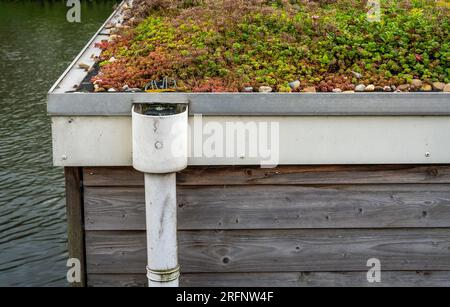 Tetto verde e vivente della casa galleggiante olandese con varie piante Foto Stock