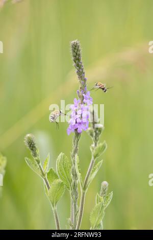 Le api volano vicino alla vervana orafa, alla Verbena stricta, fiori selvatici che fioriscono in una prateria dell'Iowa in un giorno d'estate. Foto Stock