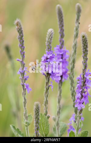 Le api volano vicino alla vervana orafa, alla Verbena stricta, fiori selvatici che fioriscono in una prateria dell'Iowa in un giorno d'estate. Foto Stock