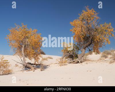 Due cottonwoods autunnali al White Sands National Park, New Mexico Foto Stock