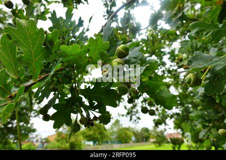 Unmature, Green Acorns su un ramo di quercia in agosto Foto Stock