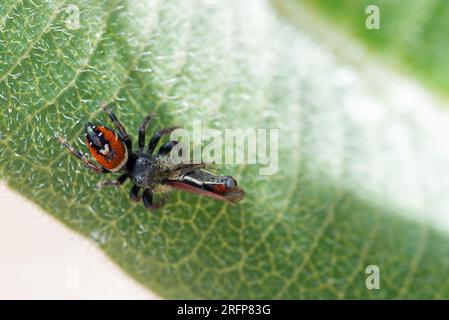 Johnson's Jumping Spider (Phidippus johnsoni) con preda Foto Stock