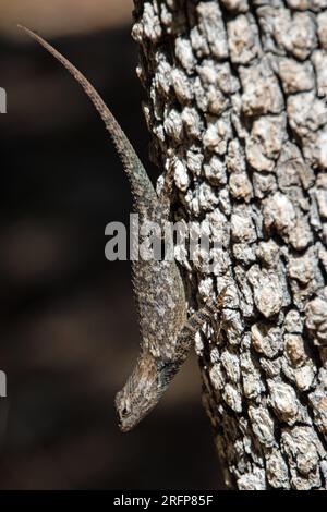 Yarrow di lucertola spinosa (Sceloporus jarrovii) Foto Stock