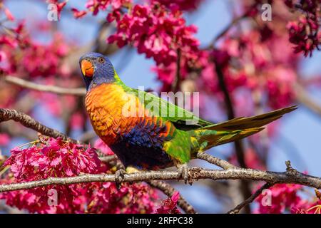 Lorikeet arcobaleno australiano arroccato su un ciliegio taiwanese Foto Stock