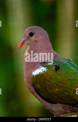 Pacific Emerald dove, Chalcophaps indica, Malanda, Australia. Foto Stock